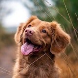 Tolling Retriever1