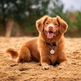 Tolling Retriever2