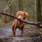 Tolling Retriever3